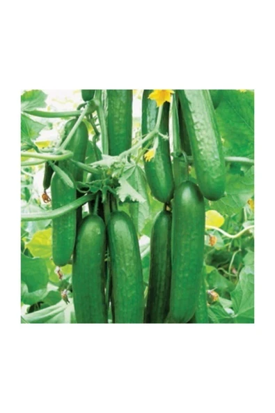 Muka Botanik Eko Paket 500 Adet Tohum Çengelköy Salatalık Tohumu Hıyar Salatalık Tohumu - Resim 3