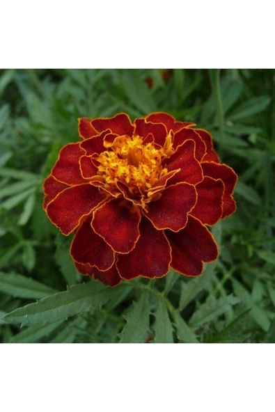 Muka Botanik 5 Adet Natural French Marigold Carmen Tohumu - Resim 4
