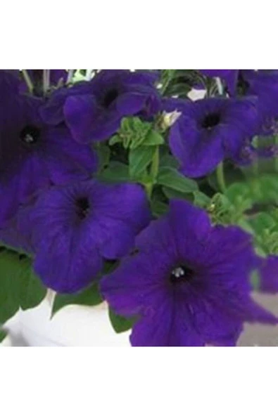 Muka Botanik 10 Adet Petunia Isabel Tohumu - Resim 2