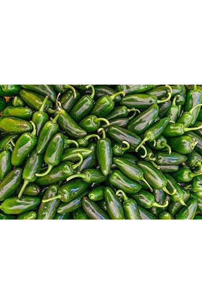 Muka Botanik 20 Adet Early Jalapeno Biber Tohumu ürün görseli