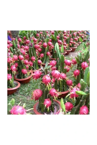 Muka Botanik Bodur Saksılık Pitaya Meyvesi Tohumu 10 Adet Tohum Pithaya Fruit - Resim 2
