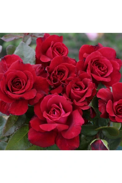 Muka Botanik 5 Adet Kırmızı Bellevue Gül Tohumu ürün görseli