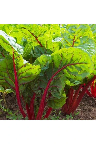 Muka Botanik 20 Adet Red Swiss Pazı Tohumu - Resim 2