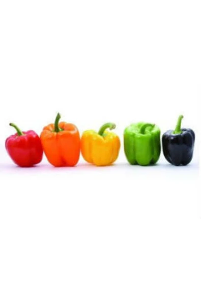 Muka Botanik Rengarenk Dolmalık Biber Tohumu Ekim Seti - Resim 2