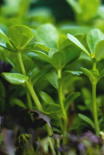 Muka Botanik Erkenci, Yediveren Semiz Otu Tohumu / 100 Adet Tohum - Resim 4