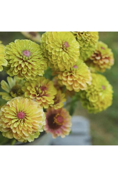 Muka Botanik 10 Adet Queen Lime With Blush Zinnia Tohumu - Resim 4
