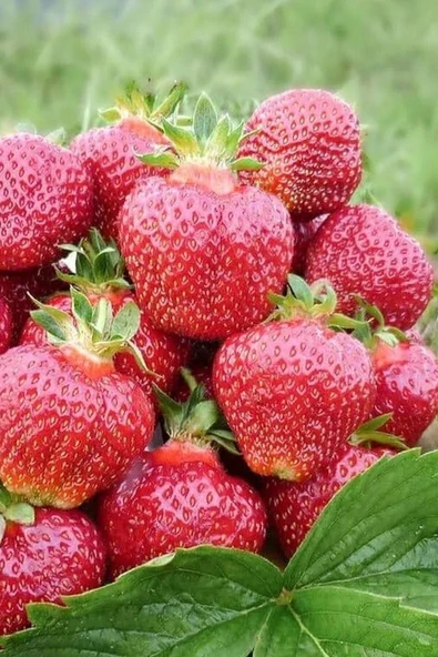 Muka Botanik 4 Mevsim, Yediveren Çilek Tohumu / 40 Adet Saksılık Çilek Tohumu - Resim 5