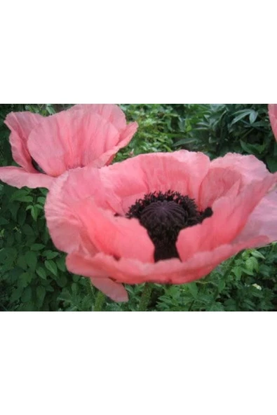Muka Botanik 5 Adet Princess Victoria Louise Orıental Poppy Tohumu - Resim 5