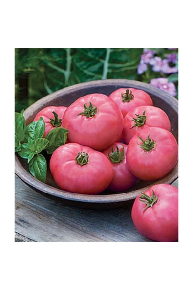 Muka Botanik Süper Paket 400 Adet Tohum Nadir Ithal Mis Kokulu Iri Pembe Domates Tohumu - Resim 3