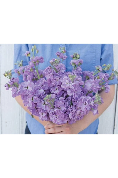 Muka Botanik 10 Adet Lavender Blue Stock Tohumu ürün görseli