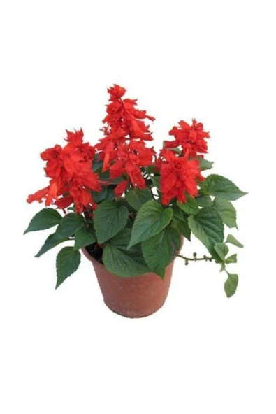 Muka Botanik Kırmızı Ateş Çiçeği Tohumu Ekim Seti - Resim 2