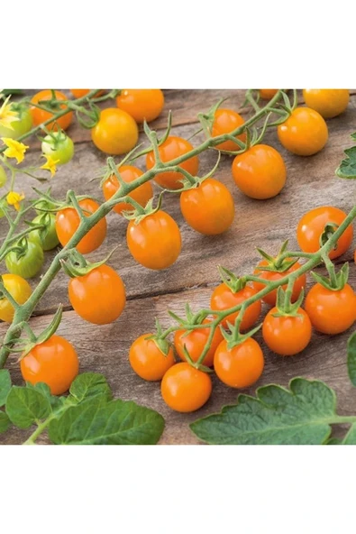 Muka Botanik 20 Adet Sun Gold Cherry Domates Tohumu - Resim 5