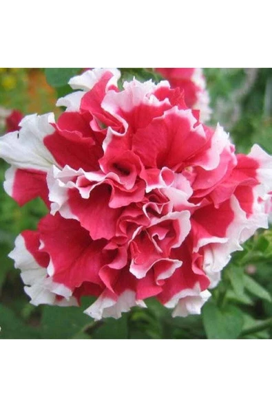 Muka Botanik 10 Adet Petunia Pirouette Mix Tohumu - Resim 2