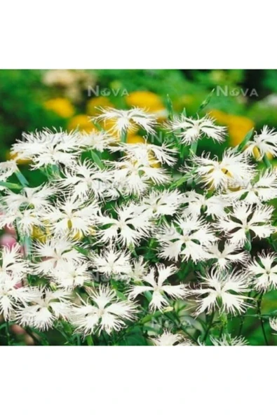 Muka Botanik Dianthus Superbus White Bol Kokulu Karanfil Çiçeği Tohumu ürün görseli