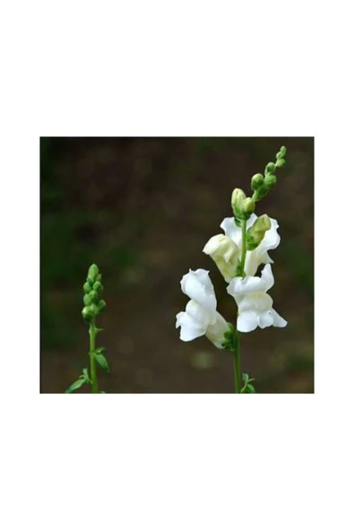 Muka Botanik 10 Adet Beyaz Renkli Aslanağzı Çiçek Tohumu ürün görseli