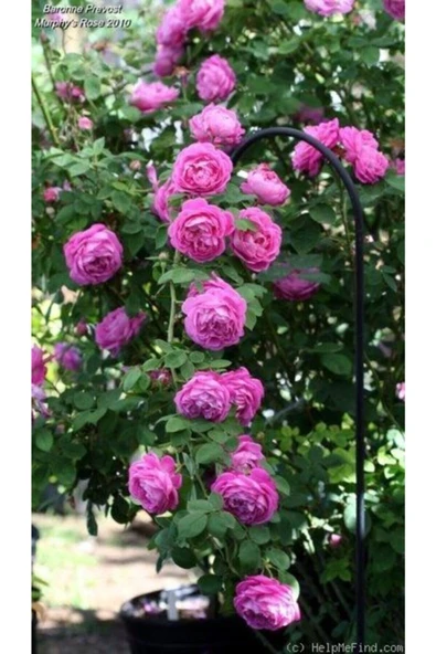 Muka Botanik 15 Adet Pembe Renkli Katmerli Sarmaşık Gül Tohumu ürün görseli