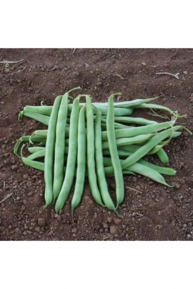 Muka Botanik Sırık Alman Ayşe Kadın Fasulye Tohumu Ekim Seti - Resim 4