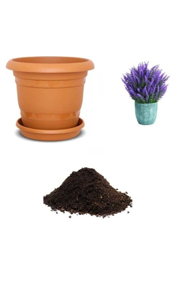 Muka Botanik Mor Kokulu Ingiliz Lavanta Tohumu Ekim Seti ürün görseli