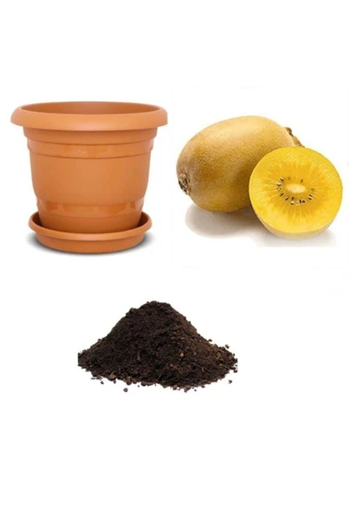 Muka Botanik Ithal Nadir Tropikal Sarı Kivi Tohumu Ekim Seti ürün görseli