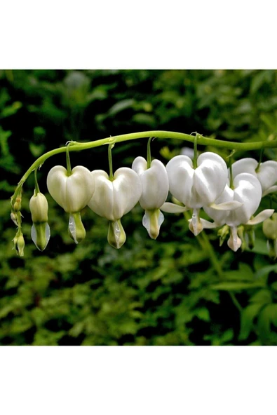 Muka Botanik 10 Adet Beyaz Kalp Çiçeği Tohumu ürün görseli