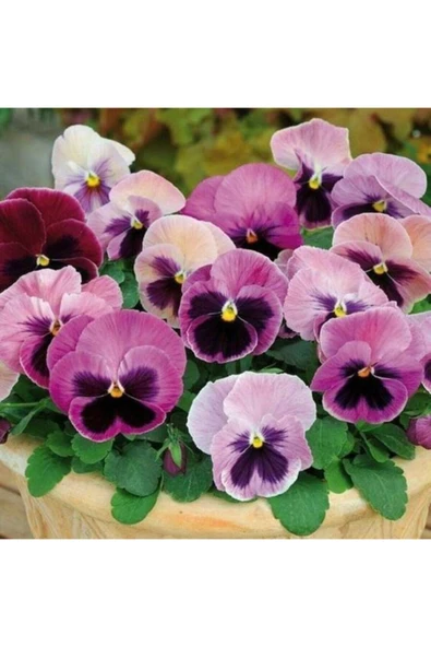 Muka Botanik Lila Renkli Menekşe Çiçeği Tohumu 10 15 Adet ürün görseli