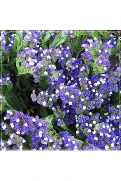 Muka Botanik 10 Adet Limonium Sinuatum Blue River Sea Lavender Tohumu ürün görseli