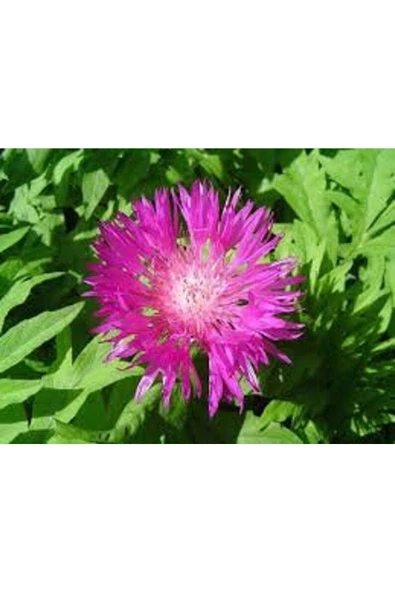 Muka Botanik 10 Adet Natural Centaurea Royal Pink Tohumu - Resim 2