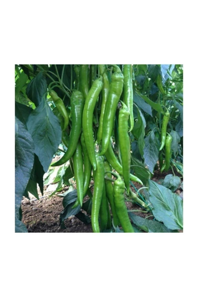 Muka Botanik Demre Acı Biber Tohumu 20 Adet Tohum - Resim 2