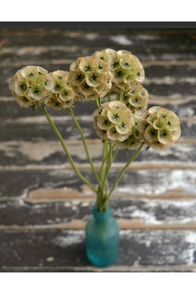 Muka Botanik 5 Adet Scabıosa 'sternkugel'’ Tohumu - Resim 2