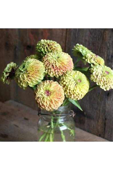 Muka Botanik 10 Adet Queen Lime With Blush Zinnia Tohumu - Resim 6