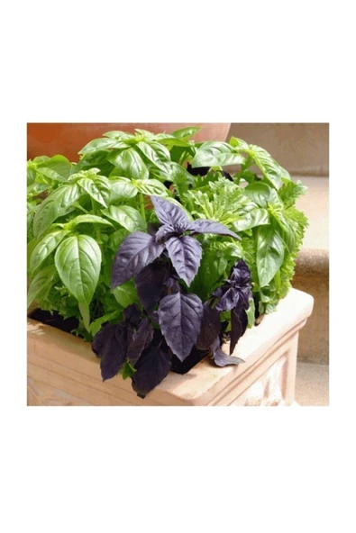 Muka Botanik Agrobazaar Yeşil Mor Reyhan Otu 100+ Tohum ürün görseli