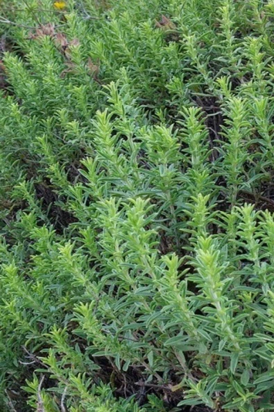 Muka Botanik Dağ Kekiği, Doğal Zahter Tohumu 20 Adet Tohum - Resim 4