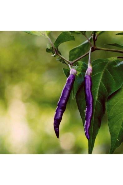 Muka Botanik 20 Adet Organic Purple Cayenne Biber Tohumu - Resim 5