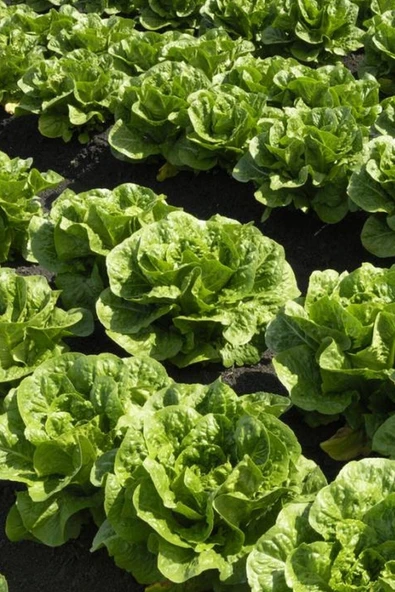 Muka Botanik Geleneksel Yedikule Marul Tohumu / 40 Adet Tohum ürün görseli