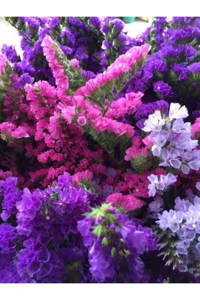 Muka Botanik Pembe-mor Deniz Lavantası Lımonıum Çiçek Tohumu 10 15 Adet ürün görseli