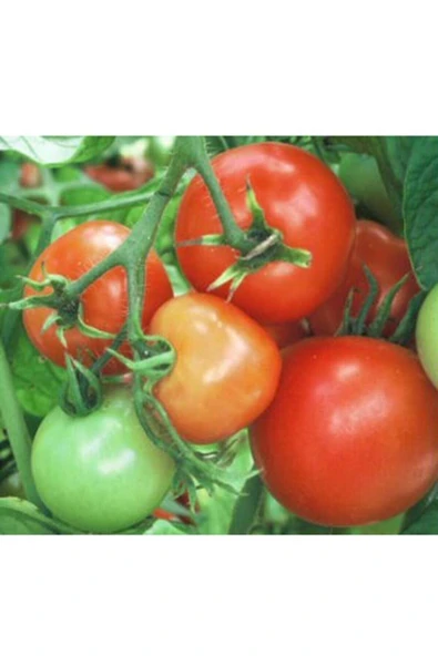 Muka Botanik 20 Adet Soğuklara Dayanıklı Domates Tohumu ürün görseli