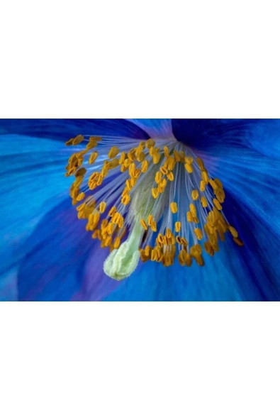 Muka Botanik 10 Adet Himalayan Blue And Purple Poppy Tohumu - Resim 2