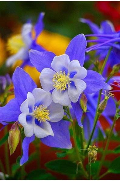 Muka Botanik 5 Adet Colorado Blue Columbine Tohumu - Resim 3