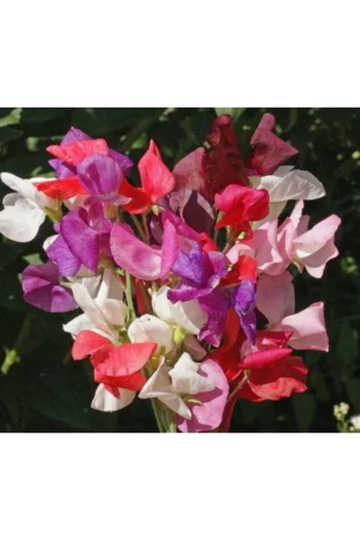Muka Botanik 10 Adet Sweet Pea Royal Family Mix Tohumu ürün görseli