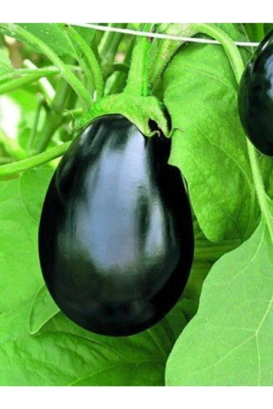 Muka Botanik Iri Topan Dolmalık Patlıcan Tohumu Ekim Seti - Resim 4