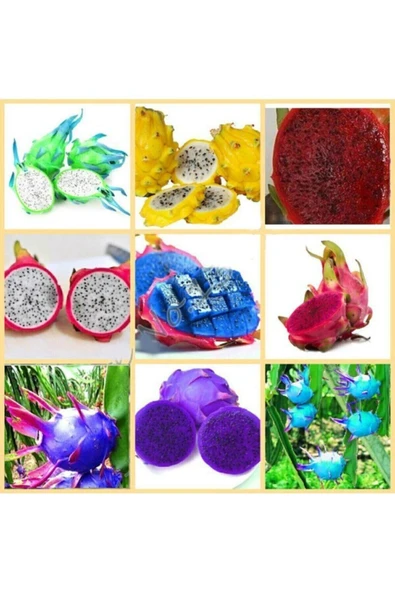 Muka Botanik 9 Adet 9 Renk Tropikal Dragon Fruit (pitaya) Meyvesi Tohumu ürün görseli