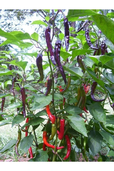 Muka Botanik 20 Adet Organic Purple Cayenne Biber Tohumu - Resim 3