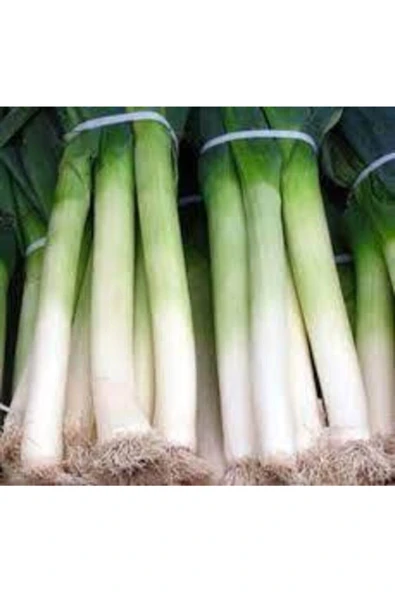 Muka Botanik 100 Adet Yeşil Prasa Tohumu - Resim 2