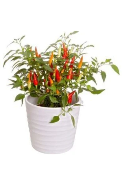 Muka Botanik Acı Burbiye Süs Biberi Tohumu Ekim Seti - Resim 2