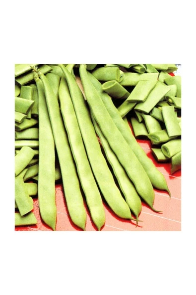 Muka Botanik Nadir Yediveren Magnum Fasülyesi Tohumu 15 Tohum Tohum Fasulye Tohumu - Resim 3