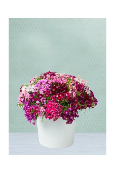 Muka Botanik Karışık Hüsnüyusuf Çiçeği Tohumu 5 Adet Tohum Hüsnü Yusuf Çiçek Tohumu ürün görseli