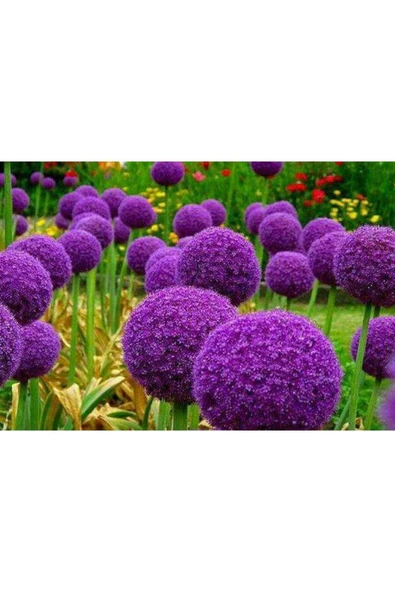 Muka Botanik 20 Adet Giant Ball Onion Allium Christophii Huge Hardy Perennial Tohumu - Resim 3