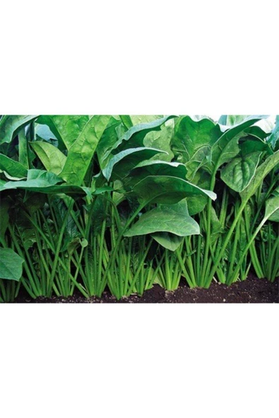 Muka Botanik Yediveren Ispanak Tohumu (300 Tohum) ürün görseli