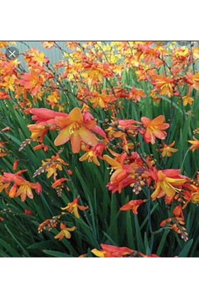 Muka Botanik 10 Adet Organic Crocosmia Lucifer Tohumu - Resim 3