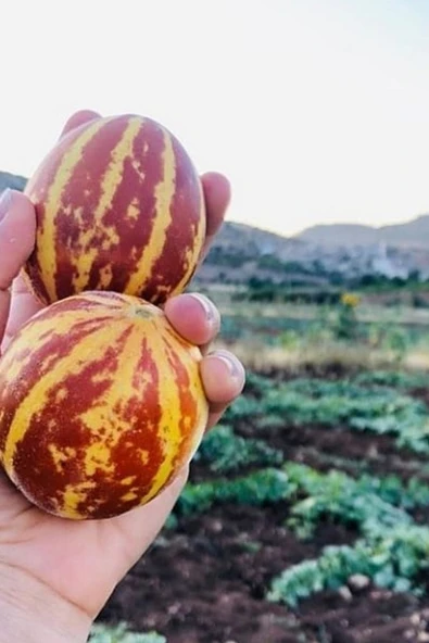 Muka Botanik Kırlangıç, Kokulu Süs Kavunu Tohumu / 5 Adet Şamama Tohumu - Resim 4